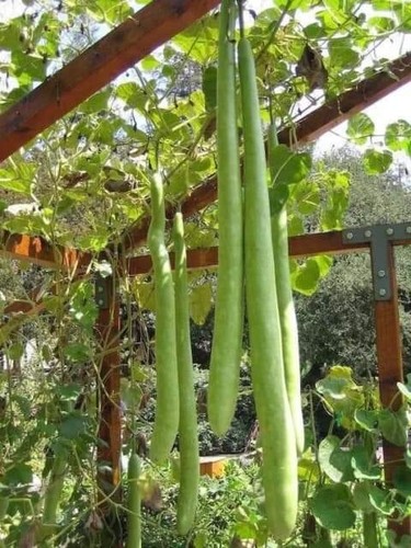 Best quality vegetable - best,