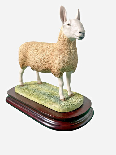 Border fine arts sheep - fine,