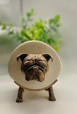 British Bulldog Dog, quirky