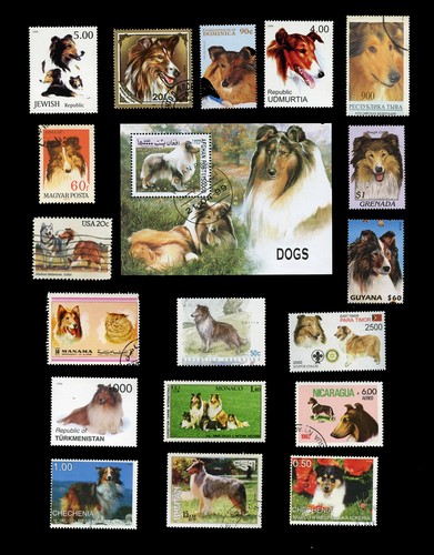 Rough collie lassie sheepdog - rough,