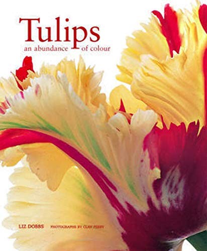 Tulips abundance of colour - an,