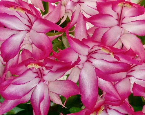 Schlumbergera orssichiana - ,