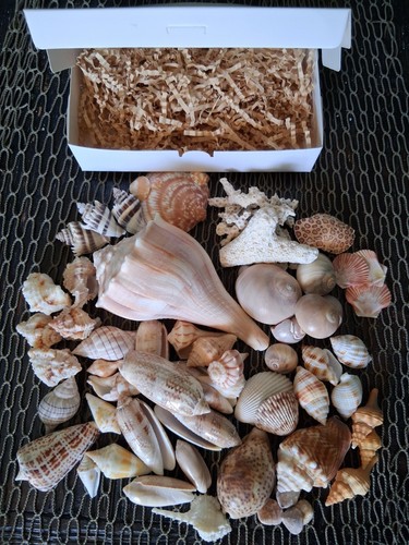 Bulk lot florida sea shells - lot,