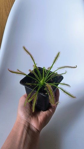 Carnivorous plant drosera - carnivorous,