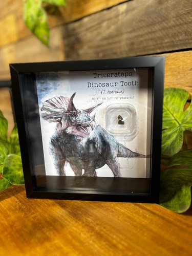 Genuine triceratops dinosaur - genuine,