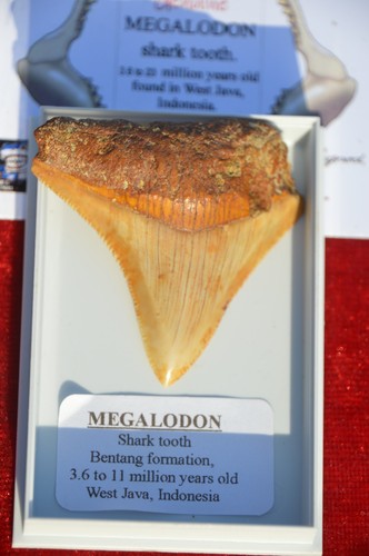 Wow genuine megalodon - genuine, shark