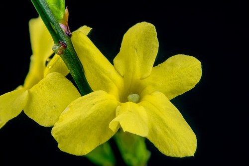 Jasmine winter flowering - jasmine,,