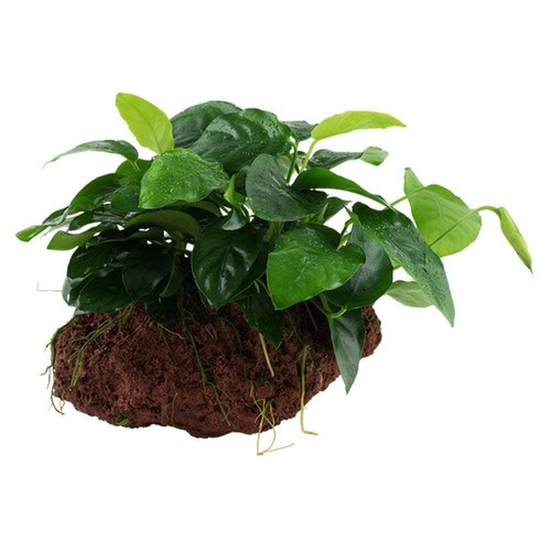 Tropica anubias barteri var - anubias,