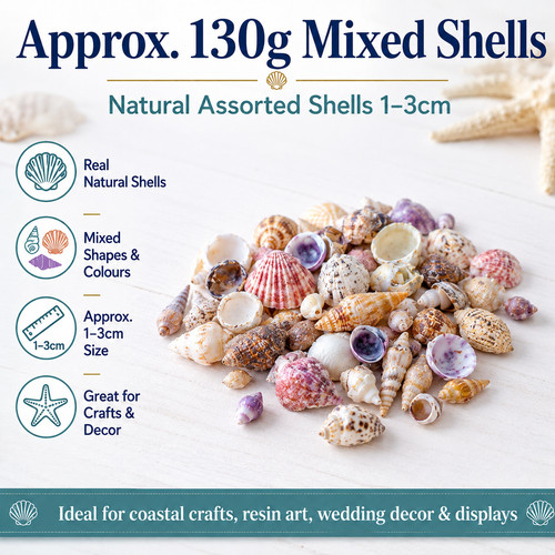 Craft shells natural - craft, beach