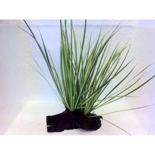 Japanese rush bogwood - rush,