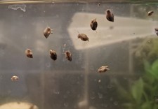20+ Bladder Snails Physella