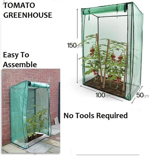 Greenhouse garden tomato - greenhouse,