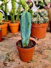 Myrtillocactus Geometrizans |