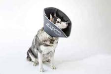 Large/25cm Comfy Cone from All Four Paws - soft black with reflective edge