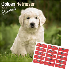 Golden Retriever Puppies