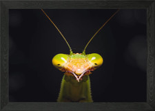 praying mantis Framed Wall Art