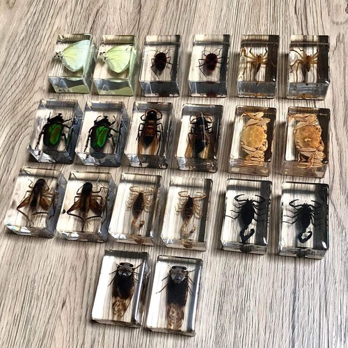 Small real bugs insects - small,