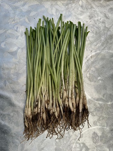 Wild garlic organic - wild, bulbs