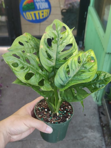 Monstera adansonii swiss - adansonii,