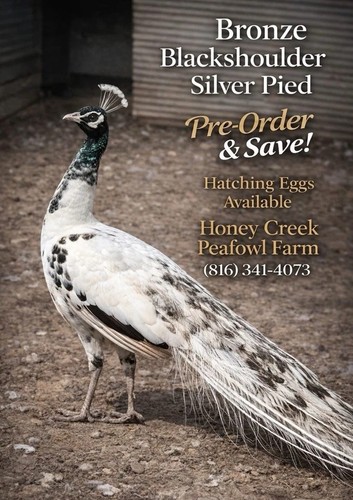 Rare peafowl peacock - rare,