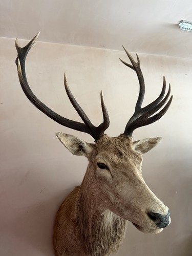 Stunning point stags - point, head