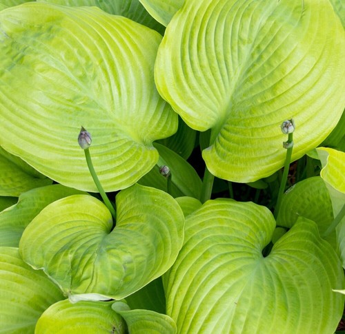 Hosta sum substance - 'sum, &