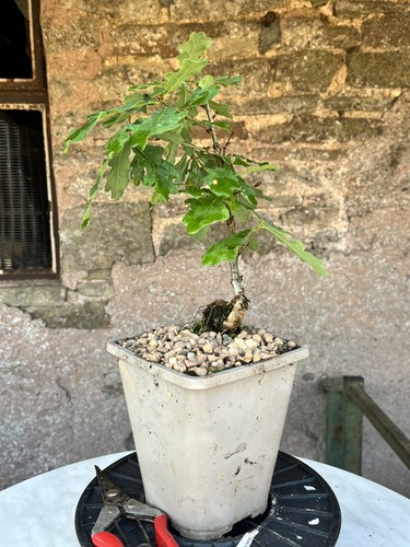 Oak bonsai starter tree - ,