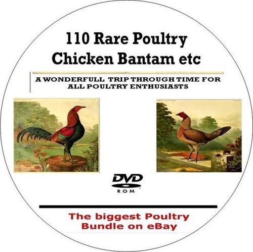 Poultry bantam chicken keeping - poultry,