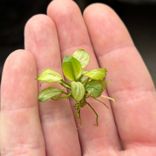 Anubias petite white - anubias, 'petite
