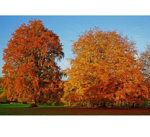 Fagus sylvatica seeds - fagus,