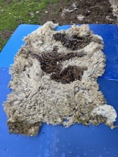 Raw Unwashed Rare Sheep Fleece