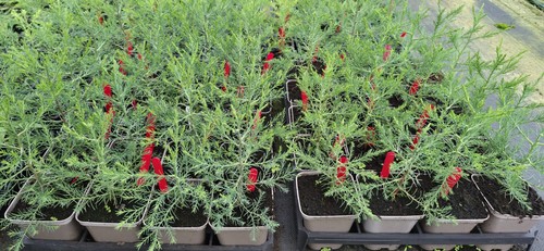 9cm pot tree - pot,