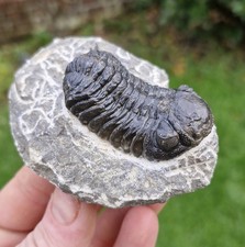 Trilobite Fossil - Morocops