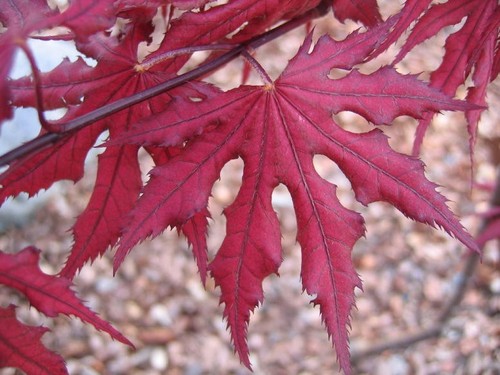 Acer palmatum purple ghost - acer,