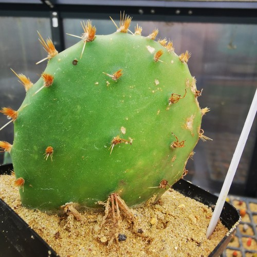 Opuntia compressa montana - compressa,,