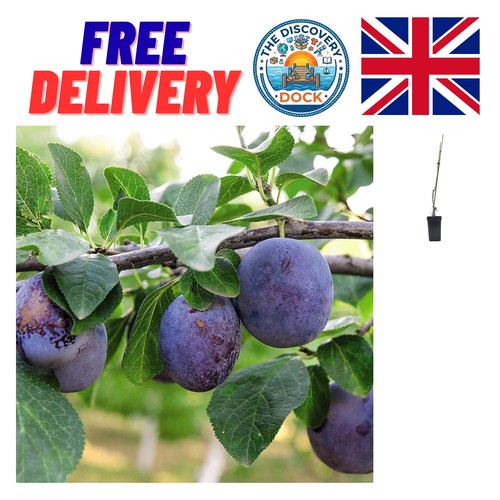 Potted dwarf black amber - potted,