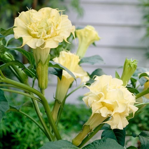 Angel trumpet datura metel - angel’s,