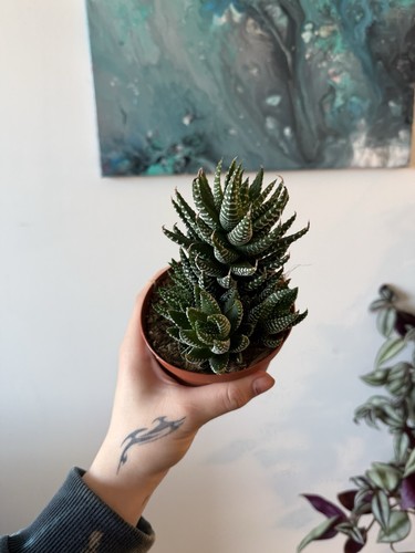 Triple haworthia fasciata - haworthia,