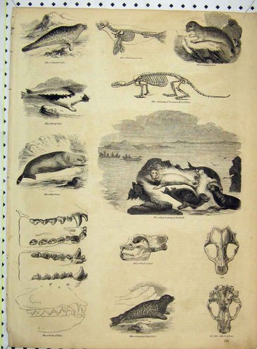 Old antique print skull - old,