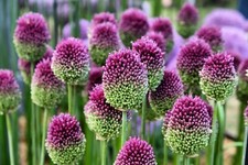 20x Allium DRUMSTICK Spring Flowering BULBS Sphaerocephalon Hardy Garden Plants