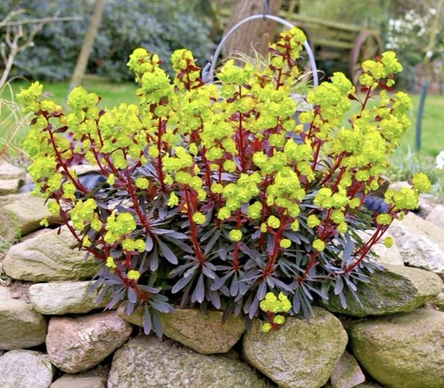 Euphorbia amygdaloides - ,