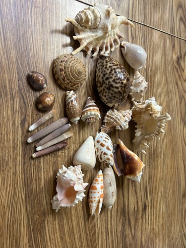 Assorted seashells - assorted,