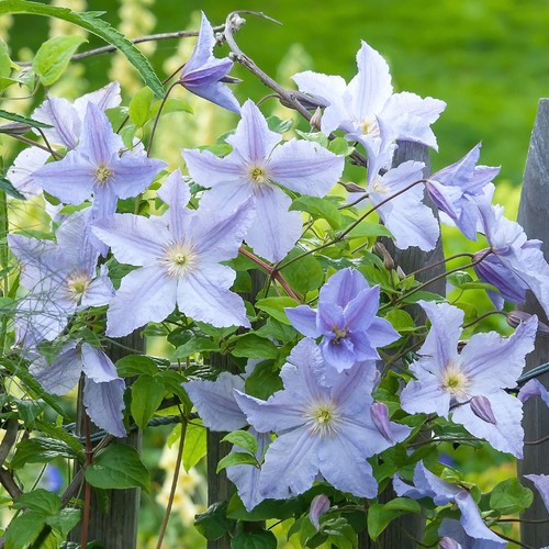 Clematis blue angel - blue, hardy