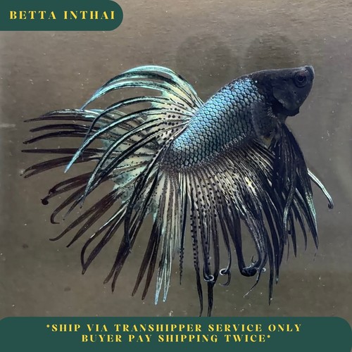 Live betta crown tail - betta,