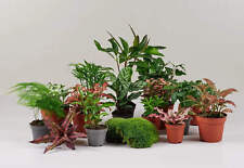 Terrarium Plant Selection