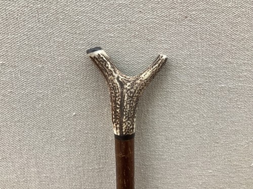 Red deer antler - antler, walking