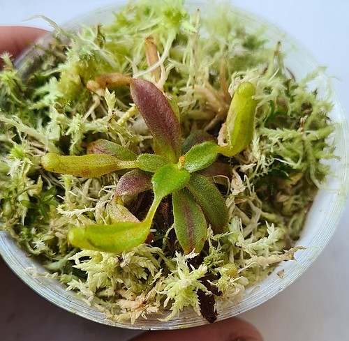 Nepenthes platychila