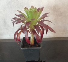 Aeonium 'Firecracker' - Well