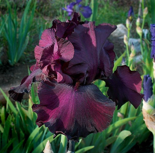 Iris lenten prayer burgundy - prayer',