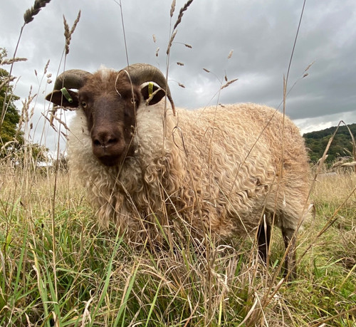 Icelandic sheep fleece - icelandic, sheep’s